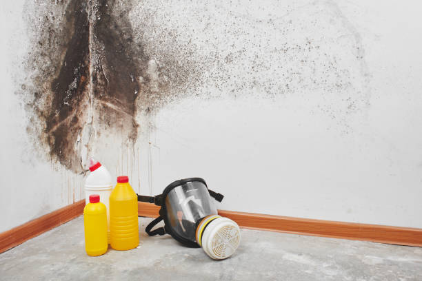 Best Mold Removal Company Near Me  in Atkins, VA