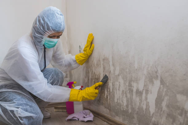 Best Black Mold Removal  in Atkins, VA