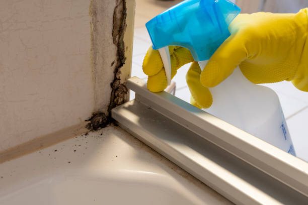 Best Certified Mold Removal  in Atkins, VA