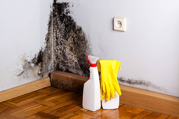 Best Toxic Mold Removal  in Atkins, VA