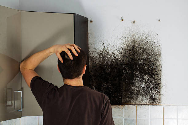 Best Affordable Mold Removal  in Atkins, VA