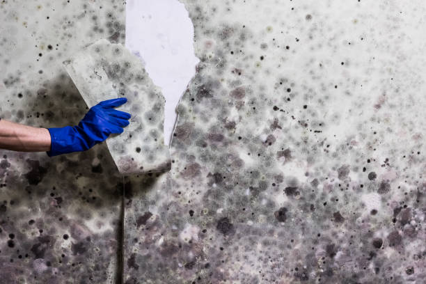 Best Professional Mold Removal  in Atkins, VA
