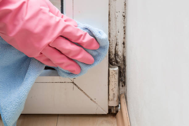 Best Toxic Mold Removal  in Atkins, VA